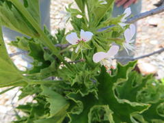 Pelargonium citronellum