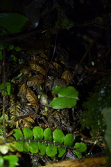 Corybas sanctigeorgianus