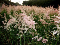 Melinis repens repens