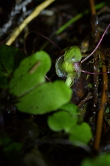 Corybas vitreus
