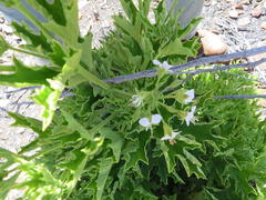Pelargonium citronellum