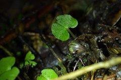 Corybas vitreus