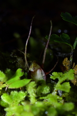 Corybas sanctigeorgianus