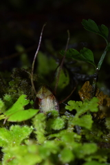 Corybas sanctigeorgianus