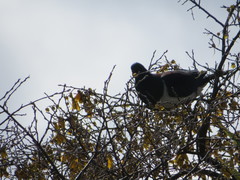Hemiphaga novaeseelandiae