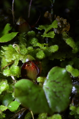 Corybas sanctigeorgianus