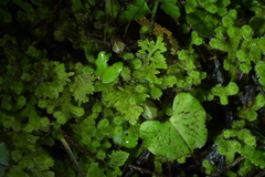 Corybas sanctigeorgianus