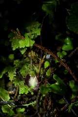 Corybas sanctigeorgianus