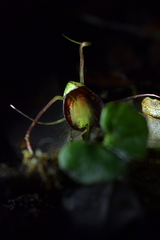 Corybas sanctigeorgianus