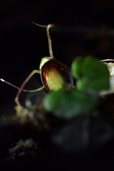 Corybas sanctigeorgianus