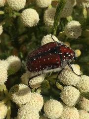 Trichostetha capensis