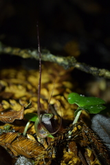 Corybas sanctigeorgianus