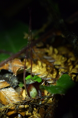 Corybas sanctigeorgianus