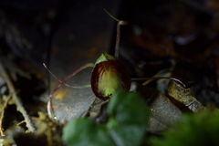Corybas sanctigeorgianus
