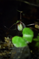 Corybas sanctigeorgianus