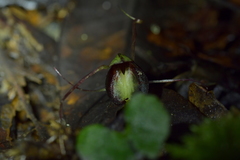 Corybas sanctigeorgianus