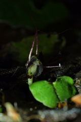 Corybas sanctigeorgianus