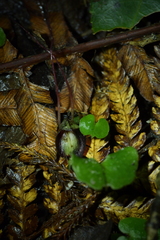 Corybas sanctigeorgianus