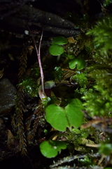 Corybas sanctigeorgianus
