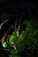 Corybas sanctigeorgianus