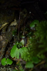Corybas sanctigeorgianus