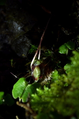 Corybas sanctigeorgianus