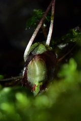 Corybas sanctigeorgianus