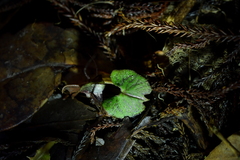 Corybas sanctigeorgianus