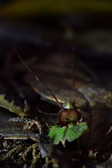 Corybas sanctigeorgianus