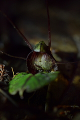 Corybas sanctigeorgianus
