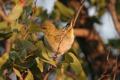 Ploceus intermedius cabanisii
