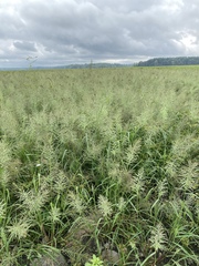 Leptochloa panicoides