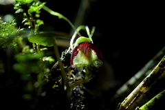 Corybas vitreus