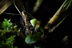 Corybas vitreus