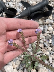 Phacelia bombycina