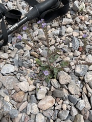 Phacelia bombycina