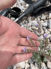 Phacelia bombycina