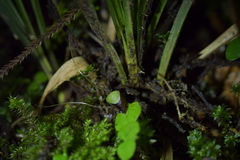 Corybas vitreus