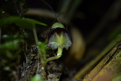 Corybas vitreus