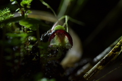 Corybas vitreus