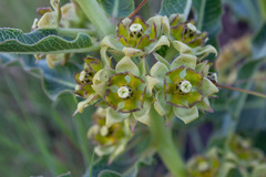 Pachycarpus dealbatus