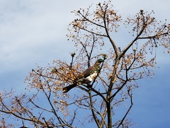 Hemiphaga novaeseelandiae