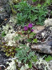 Gentianella auriculata