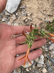 Anisacanthus thurberi