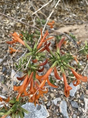 Anisacanthus thurberi