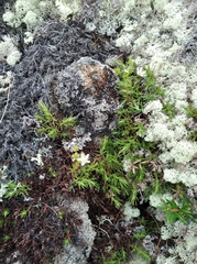 Saxifraga bronchialis funstonii
