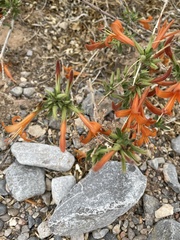 Anisacanthus thurberi