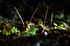 Corybas hypogaeus
