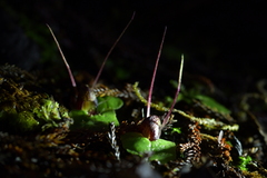 Corybas hypogaeus