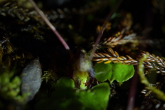Corybas hypogaeus